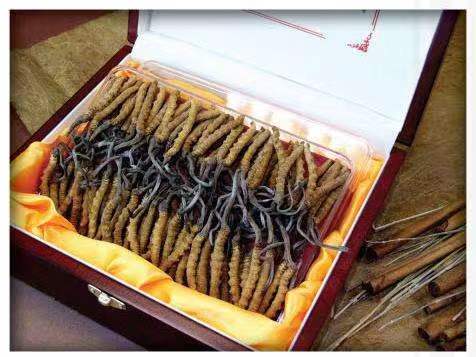 镇原冬虫夏草回收